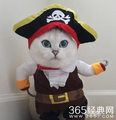 英国蓝眼短毛猫走红网络收获28万粉丝