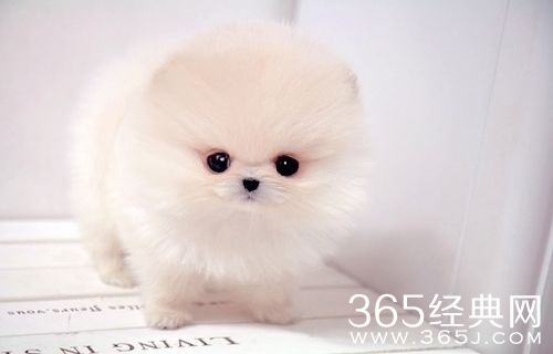 逗B的喜怒忧愁,都是极好的笑料