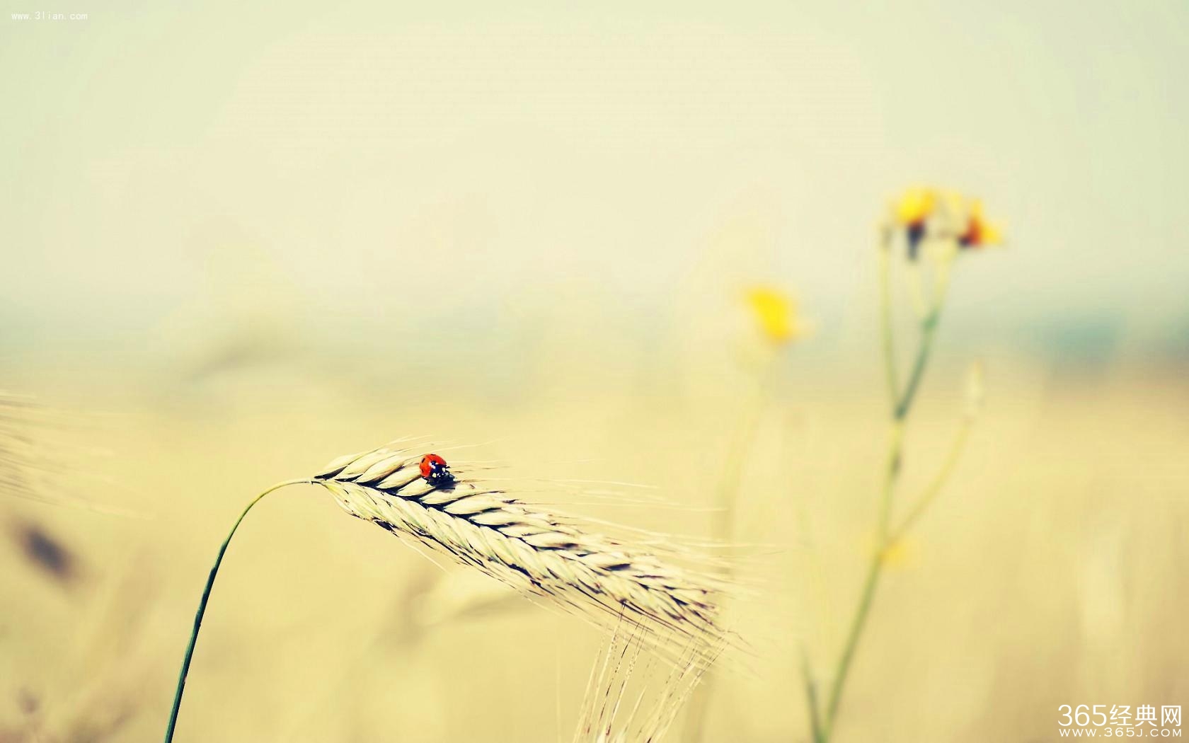 一路风尘无人晓,岁月如歌自己知