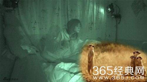 瘦小郑爽模仿狐獴还原度超高