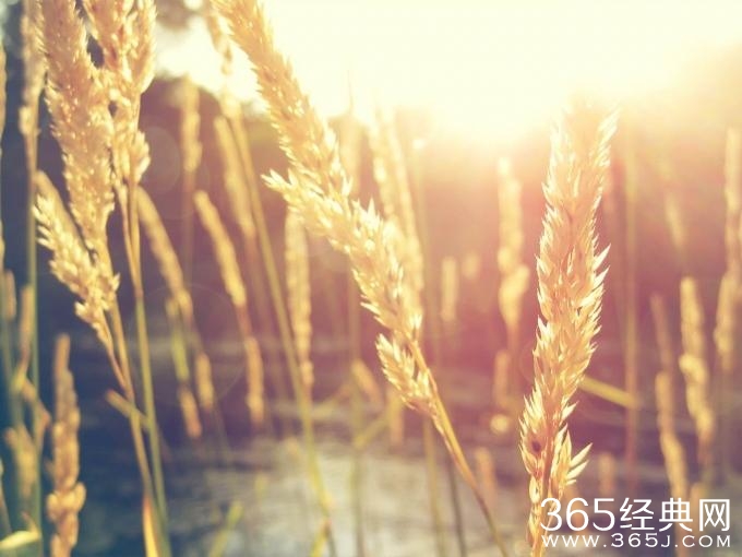 你是在生活还是在谋生