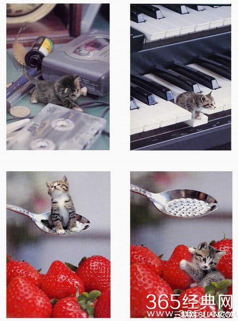 世界上最小的猫叫什么名字