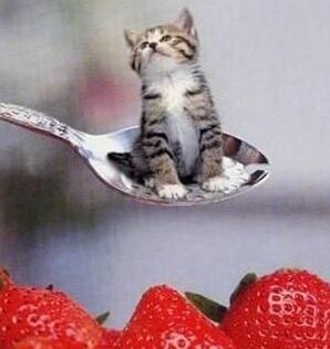 世界上最小的猫叫什么名字