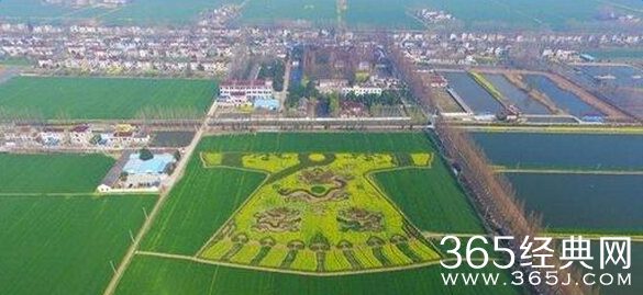 农民油菜地种出龙袍 南京双龙戏珠迷宫图