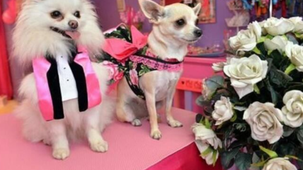 18万为狗办单身趴 明星土豪炫富事件大盘点