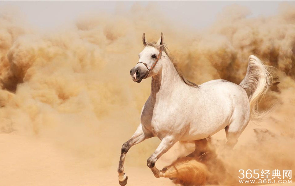 沙漠里的千里马