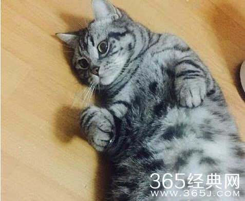 阿瀚照片资料杀猫动机 男室友虐杀猫咪监控视频