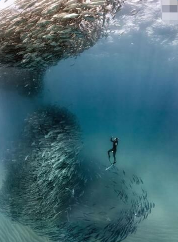 潜水员抓拍鱼群龙卷风场面不可思议