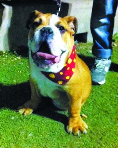 斗牛犬洗澡时被憋死 宠物医院赔偿22000元