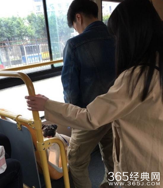 男子带宠物狗乘公交车 狗坐爱心专座乘客站着