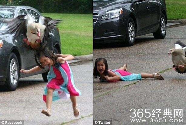 5岁女童看小鹅靠太近 被鹅妈妈疯狂攻击