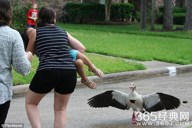 5岁女童看小鹅靠太近 被鹅妈妈疯狂攻击