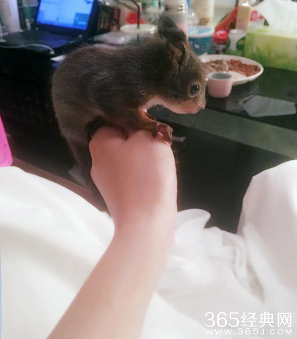 赵丽颖亲吻松鼠 大胆将其放脖颈处