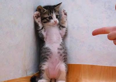 不服不行,二货就是这么爆笑