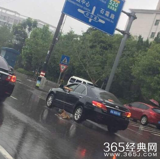 湖南男子开车拖行小狗遭人肉搜索