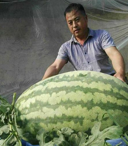 北京大兴惊现160斤大西瓜