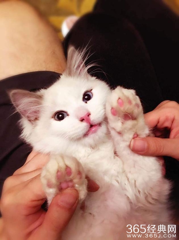 黄晓明baby领证1周年 牵手爱猫秀恩爱