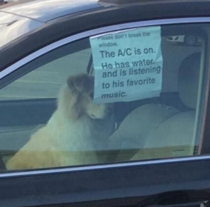 车主独留狗狗在车里听歌 写纸条勿破窗救狗