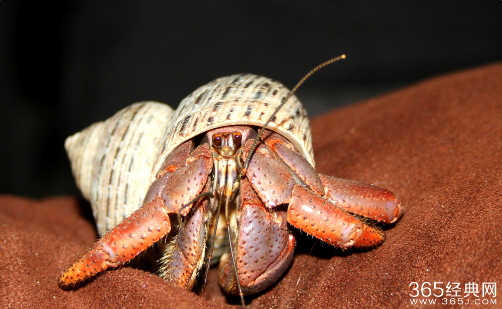 我们谁又不是金兰湾的那一只螃蟹呢