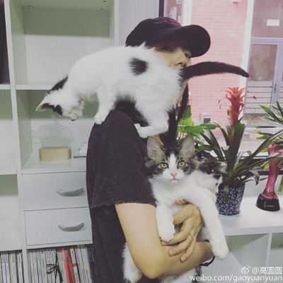 高圆圆戴帽抱猫咪 侧颜激似赵又廷