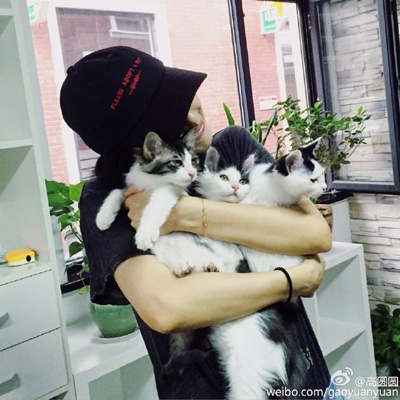 高圆圆戴帽抱猫咪 侧颜激似赵又廷