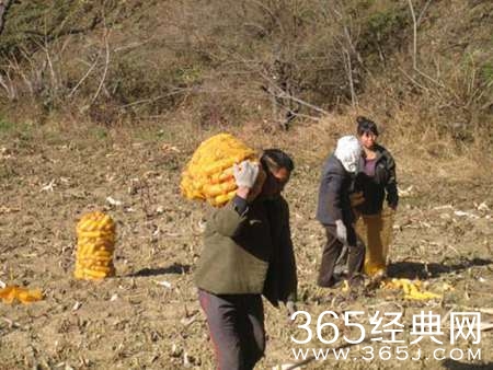 内蒙农民无证收购价值21万元的玉米被判刑