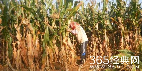 内蒙农民无证收购价值21万元的玉米被判刑