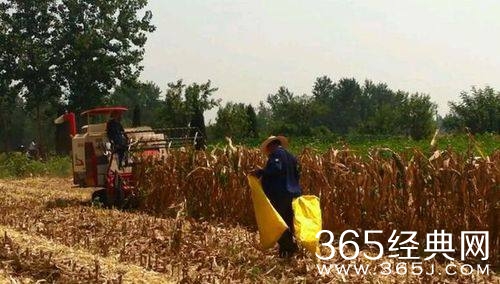 内蒙农民无证收购价值21万元的玉米被判刑