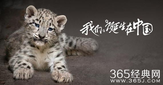 《我们诞生在中国》定档 周迅献声画外音