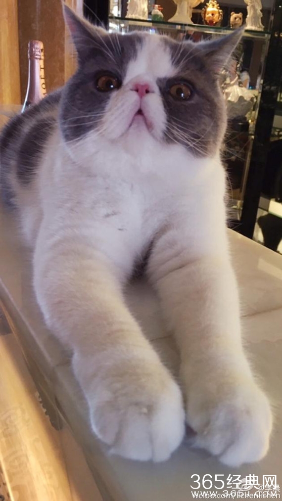 李晨借猫与范冰冰秀恩爱 网友:深夜虐我