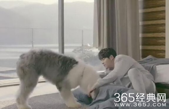 任意依恋金宇彬的狗狗什么品种