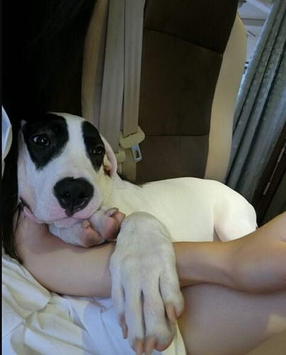 郭碧婷与爱犬亲密自拍 孙红雷无辜躺枪