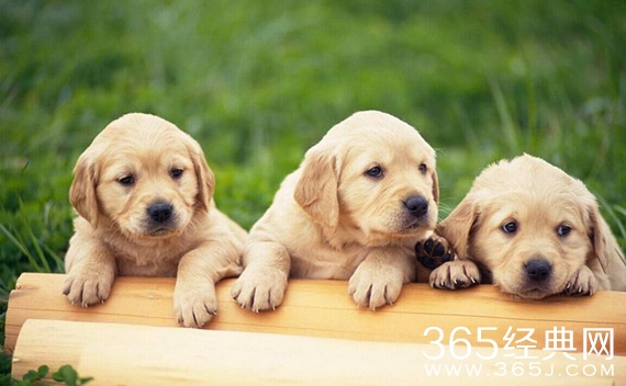 我真想弱弱的问一句，你到底有多闲