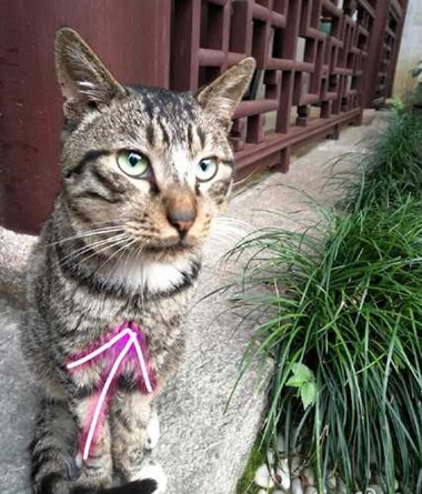 陈乔恩自夸是美女：猫咪看到我都流口水