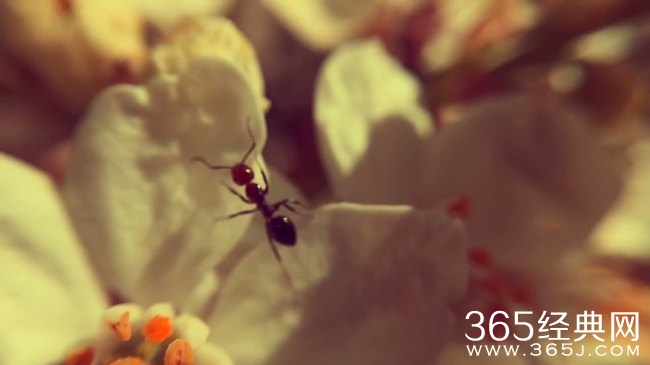 100句励志语：含泪播种的人一定能含笑收获。