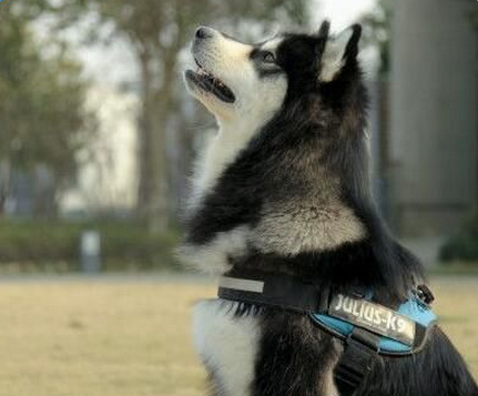 神犬小七2马达是什么品种 马达习性价格介绍