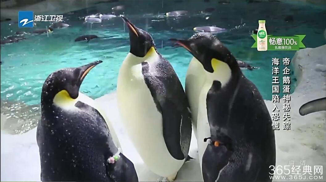 《挑战者联盟第二季》全集在线观看0711期已更新