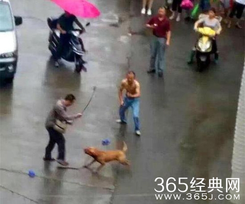 发情比特犬当街撕咬主人 被警方3枪击毙