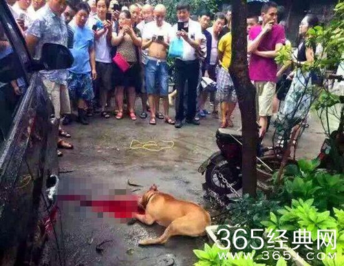 发情比特犬当街撕咬主人 被警方3枪击毙