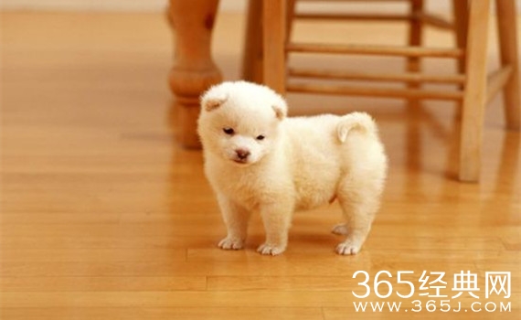 关于老师和学生的短笑话