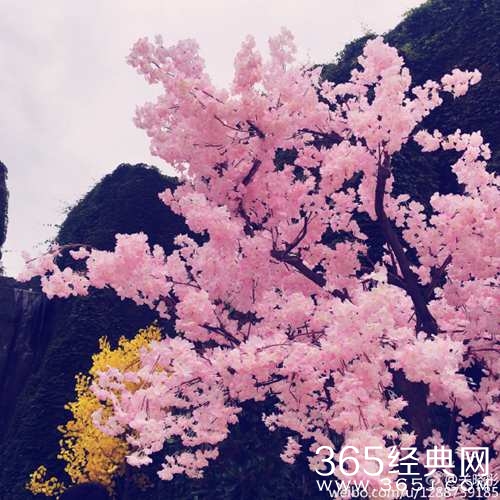 关晓彤晒穿古装撑扇自拍 花瓣半掩面娇媚动人