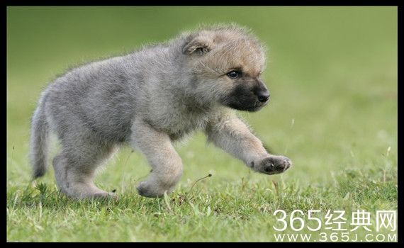 不吃肉只吃素的狼宝宝太可爱啦。。。