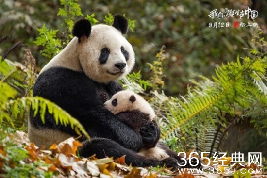 我们诞生在中国曝终极预告 诠释动物真情挚爱