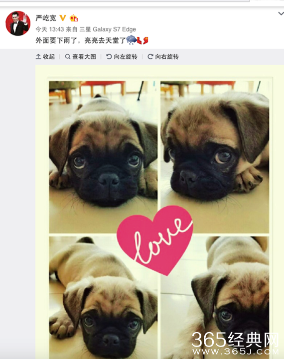 爱犬去世严屹宽伤心不已 微博发文纪念