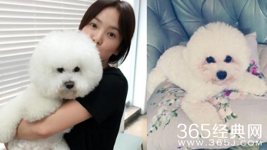 宋慧乔素颜抱小狗出镜 34岁的她娇嫩依旧