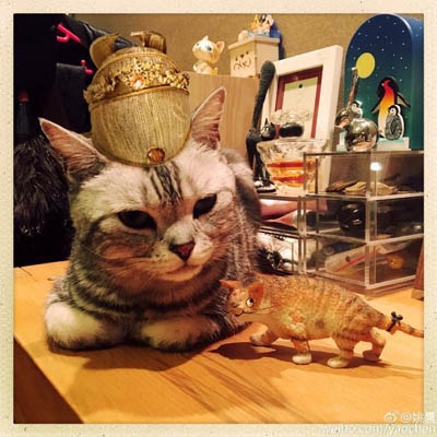 姚晨推荐自家猫演电影 戴帽子眼神犀利