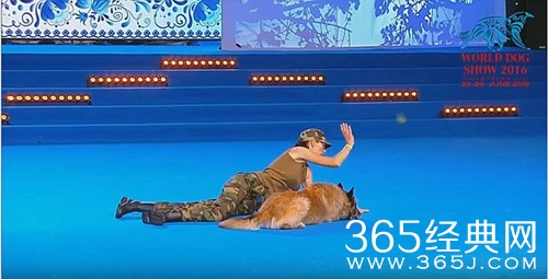 神犬医生 世界犬联大赛 狗狗上演“人工呼吸”