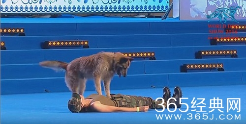 神犬医生 世界犬联大赛 狗狗上演“人工呼吸”