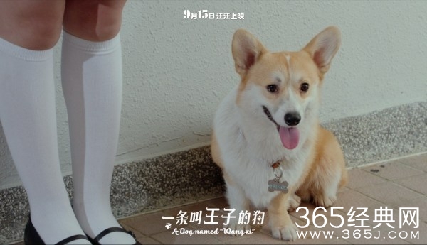 《一条叫王子的狗》发四格漫画 小短腿萌化人心