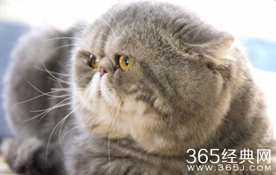 微微一笑很倾城咖啡是什么猫